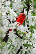 Tanager, scarlet - male in plum blossoms VD MASW9159k