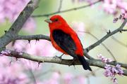 Tanager, scarlet - male in redbud CD MASW0320k