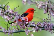 Tanager, scarlet - male in redbud CD MASW0575k