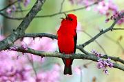 Tanager, scarlet - male singing in redbud CD MASW0341k