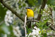Chat, yellow-breasted - in locust blossoms CD YL5T6294