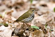 Ovenbird - on dried leaves YL5T5111k