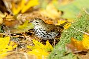 Ovenbird - on ground in fall D 19498k