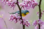 Parula, northern  - male in redbud blossoms CD MASW3189k