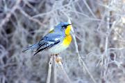 Parula, northern - male by Spanish moss KQ7S1473k
