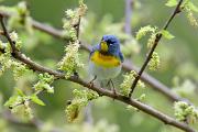Parula, northern - male in mulberry with catkins CD MASL5941k