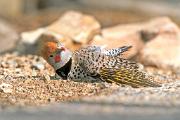 Flicker, gilded - male sunning or anting D 22177