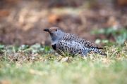 Flicker, northern (red-shafted) - female on ground D YL5T9481k