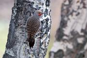 Flicker, northern (red-shafted) - male on aspen CD MASL6532k