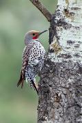 Flicker, northern (red-shafted) - male on aspen VD MASL6507k