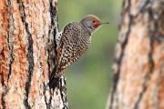 Flicker, northern (red-shafted) - male on pine CD MASL6464k