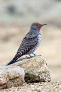 Flicker, northern (red-shafted) - male on rock VD MASL6479k