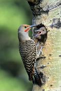 Flicker, northern (red-shafted) - male with nestlings in alder D 16-20572k