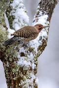 Flicker, northern (yellow-shafted) - male on ash in snow VD YL5T7097k