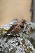 Flicker, northern (yellow-shafted) - male on hackberry limb VD MASW9298k