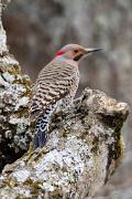 Flicker, northern (yellow-shafted) - male on hackberry limb VD MASW9465k