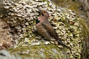 Flicker, northern (yellow-shafted) - male on old maple log CD MASW1245k