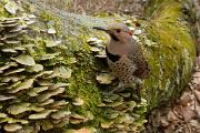 Flicker, northern (yellow-shafted) - male on old maple log CD MASW1991k
