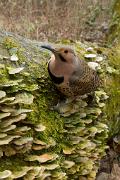 Flicker, northern (yellow-shafted) - male on old maple log VD MASW1976k