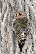 Flicker, northern (yellow-shafted) - male on tree with snow VD YL5T9564k
