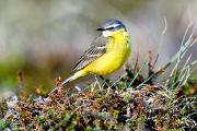 Wagtail, yellow - male on tundra D 23430k