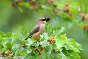 Waxwing, cedar - eating mulberry CD YL5T4208