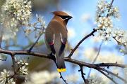 Waxwing, cedar - in blossoming  plum CD MASW8113k