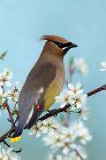 Waxwing, cedar - in blossoming plum VD MASW8152k