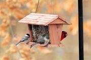 Bird feeder - Carolina chickadee, tufted titmouse and northern cardinal CD YL5T9278