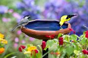 Birdbath - with  Carolina chickadee and American goldfinch CD MASW9606k