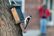 Birder - watching downy woodpecker at suet feeder 10678k