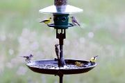 Birdfeeder - American goldfinches, tufted titmice and downy woodpecker CD 3MAS1920k