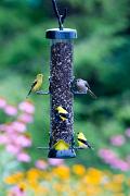 Birdfeeder - American goldinches and tufted titmouse 3MAS7123k