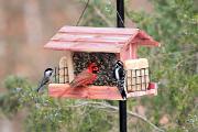 Birdfeeder - Carolina chickadee, northern cardinal and downy woodpecker CD YL5T9618k