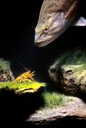 Bass, smallmouth - approaching crayfish D 15462k