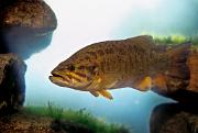 Bass, smallmouth - by underwater rocks D 15471k