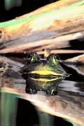 Frog, bull - by cattails with reflection D 2236k