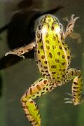 Frog, northern leopard - in water KQ7S7358
