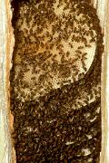 Bee, honey - comb in hollow tree D 9728k