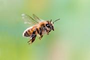 Bee, honey - flying YL5T7013k