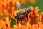 Bee, honey - gathering nectar from butterfly weed  blossom CD MASL3317k