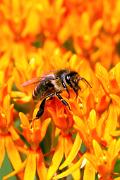 Bee, honey - gathering nectar from butterflyweed VD MASL3105k