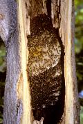 Bee, honey - honeycomb in tree D 19632k