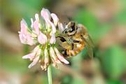 Bee, honey - on clover D YL5T9801k