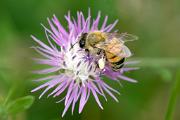 Bee, honey - on clover with full pollen sacs KQ7S2771