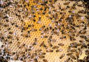 Bee, honey - on comb D 9370k