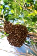 Bee, honey - swarm on branch D 20139k