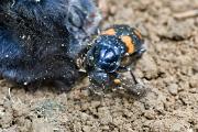 Beetle, burying - by shrew carcass KQ7S5438k