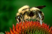 Bumblebee - on coneflower D 13573k