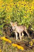 Coyote - 2 month pup, brown-eyed susans KQ7S3157
